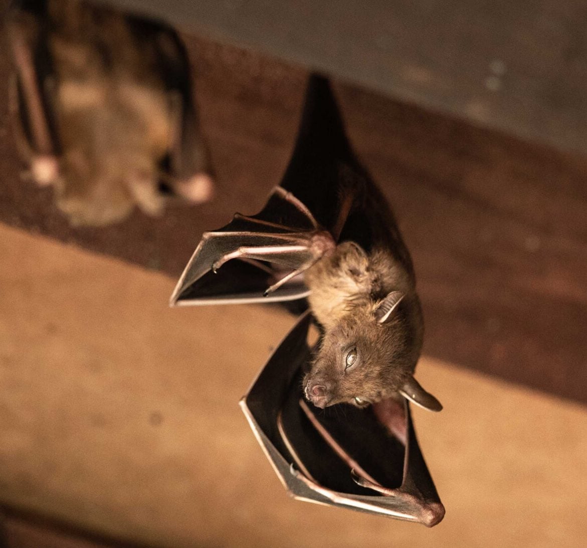 Bat removal services from wildlife removal experts in Merrimack, New Hampshire